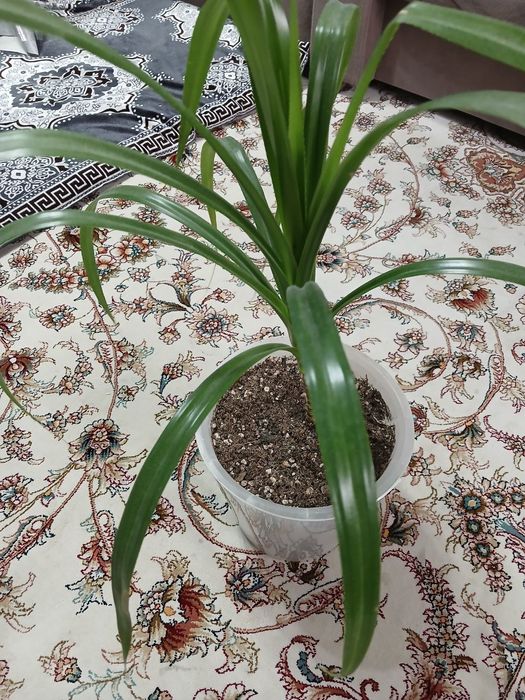 Koʻrkam Dratsina guli