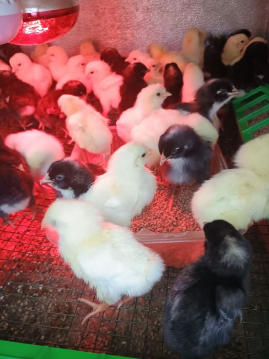 Pui de găină rasa mixta și pitici găini australorp negru