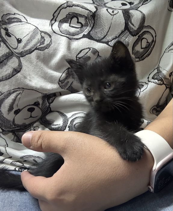 Котята совсем маленькие и миленькие