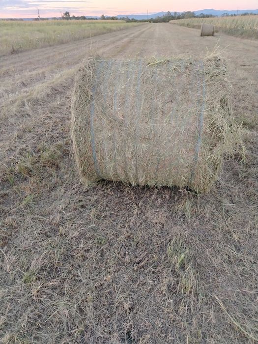Fân coasa 1, balotii 120 /120