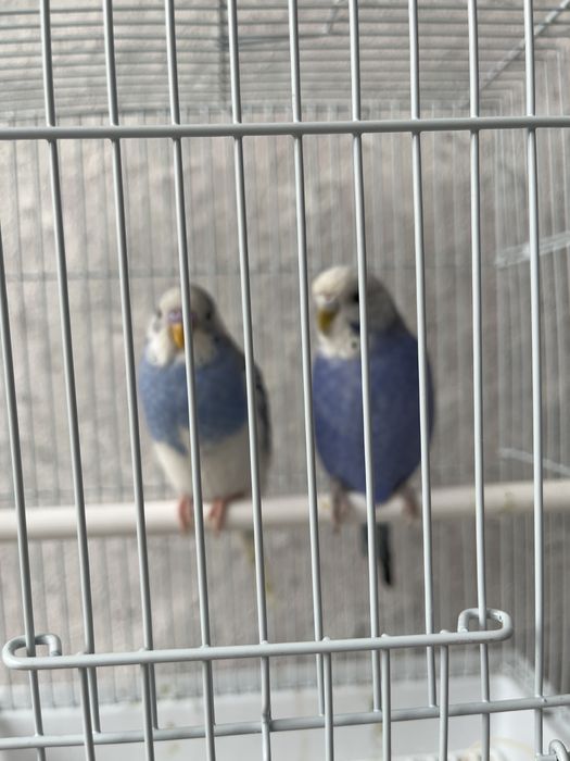 Попугаи с клеткой
