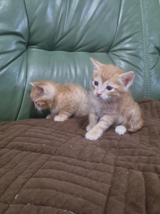 Отдам котят в хорошие руки