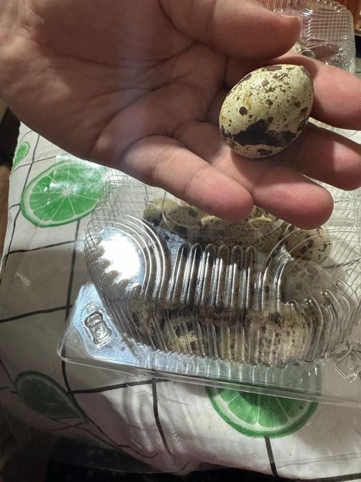 Яйцо перепелок, домашние