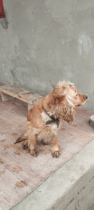 Шенки спаниелья 1 месяц