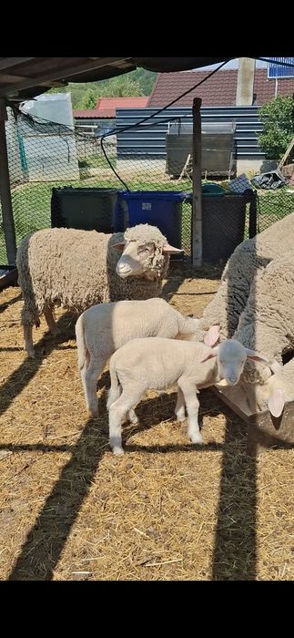 Oi merinos de cluj.