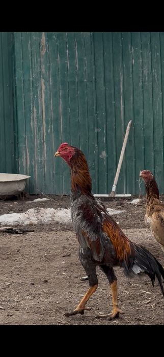 Шамо шөже сатылады