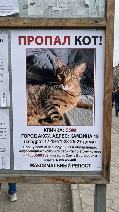 Пропал кот по кличке Сэм