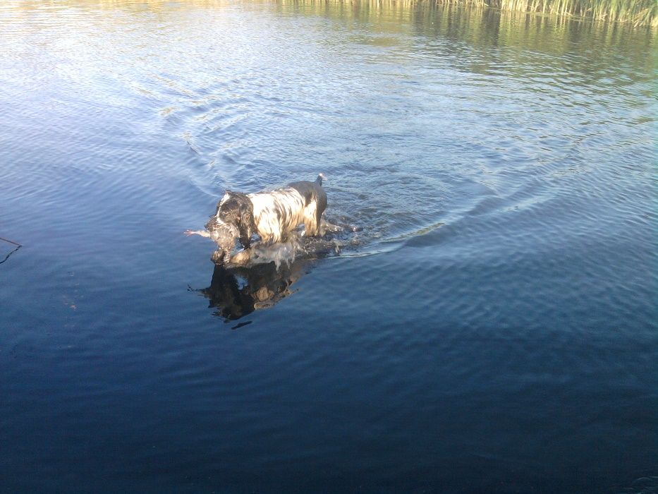 Шоколады щенки!