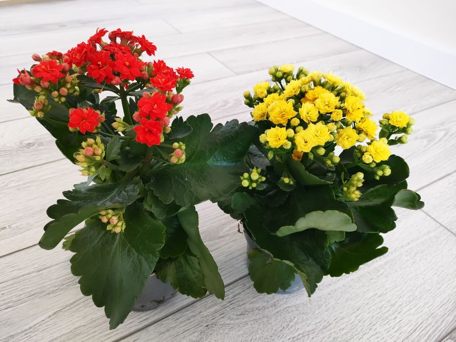 Комнатные растения, доставка..