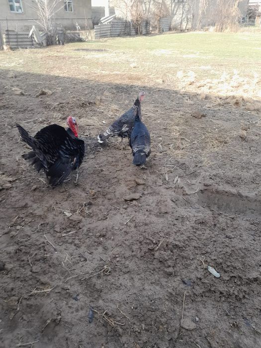 Осы индактар сатылады шымкент қаласыда тур