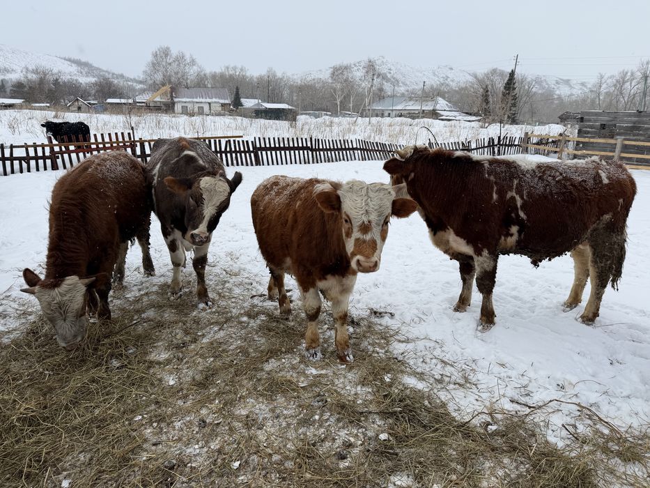 Продам бычков 1,5 годовалых