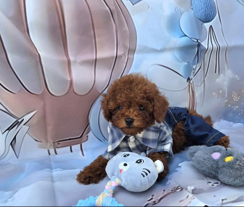 Пудел той Poodle Toy генетични тестове на родителите / Родославие