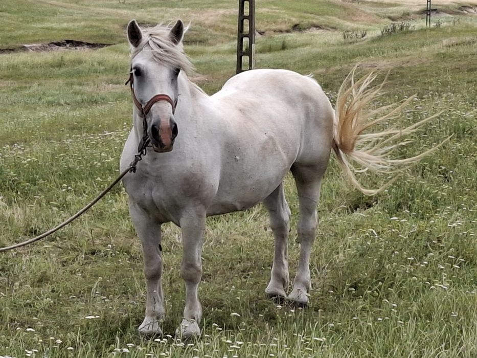 Iapă semigreu românesc