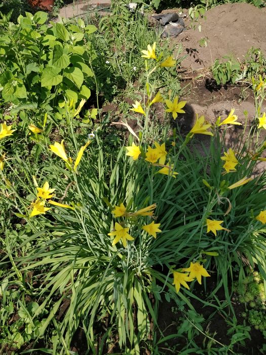 Цветы многолетние