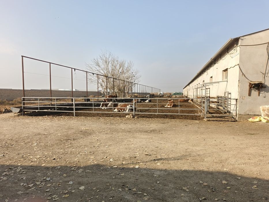 молхона сотилади 6 гектар