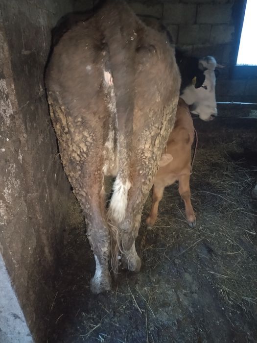 Vind 2 vaci cu vutei