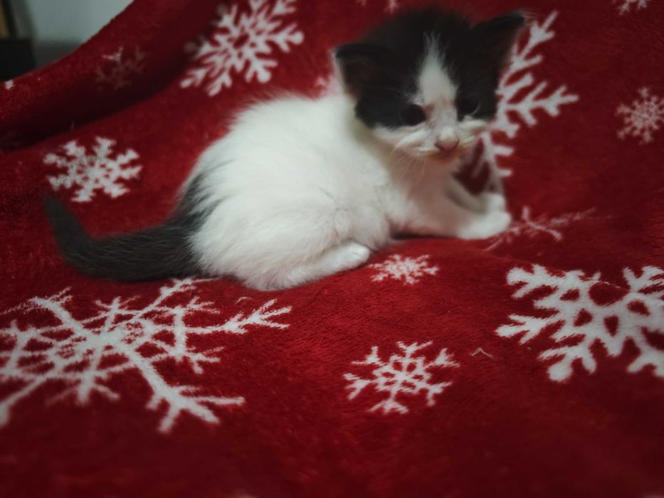 Adopție pisoi București