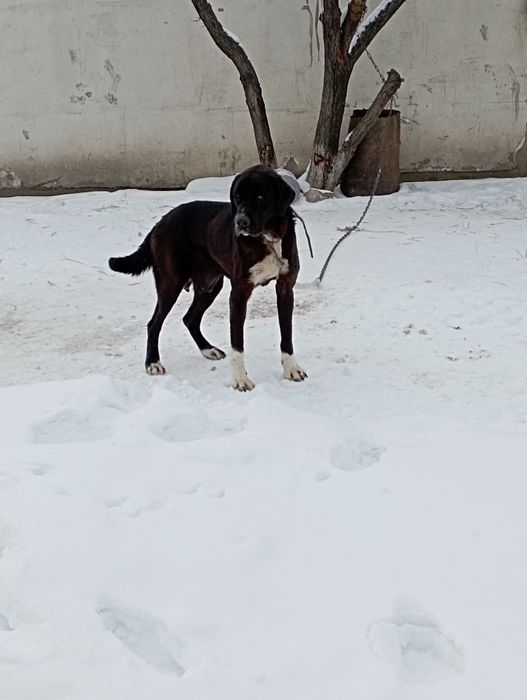 Продам азиатку полтара года