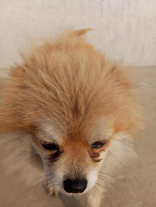 Шпиц продается 35000