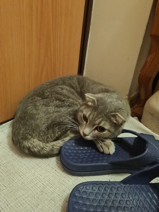 Дарю кошечку в добрые руки