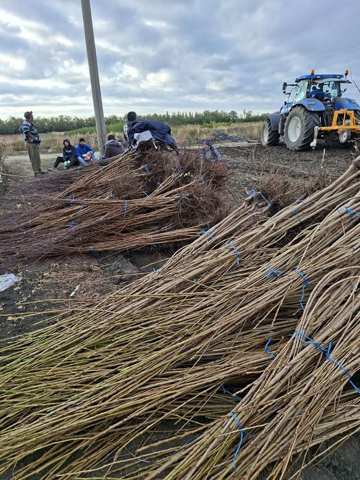 De vânzare Butași viță de vie Altoita și Hibrida direct de la PRODUCĂT