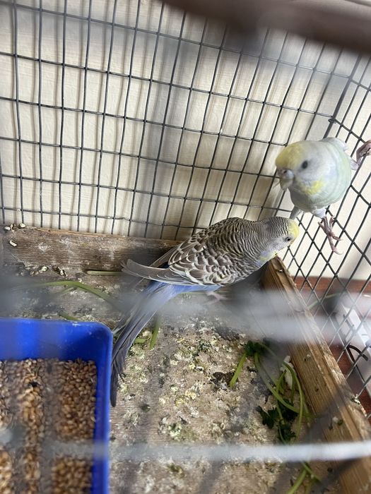 Попугай чалар сотилади