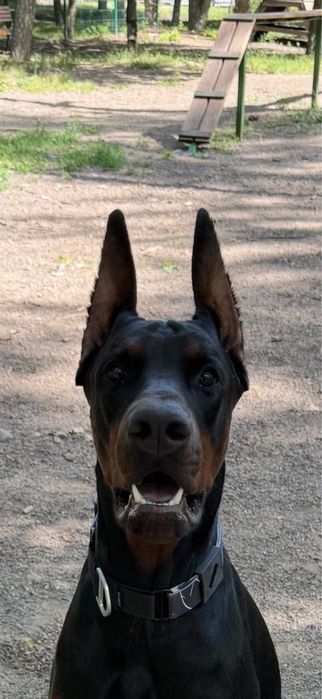 Продается доберман клубная