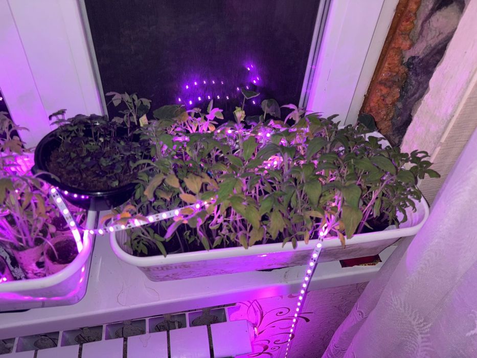 Продам рассаду помидоры