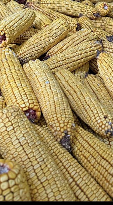Porumb stiulete producție 2026