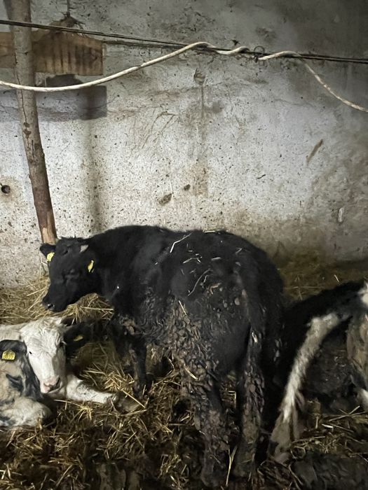 Vitei belgieni, baltati , angus