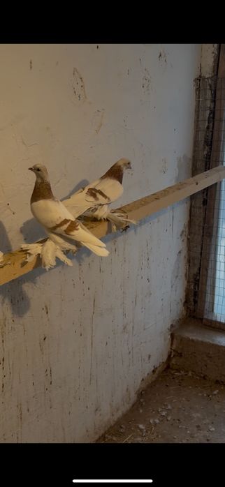 Пара сиреневых готовые