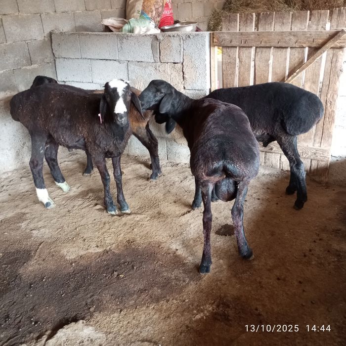 Xisori Arashan qoʻchqorlar sotiladi