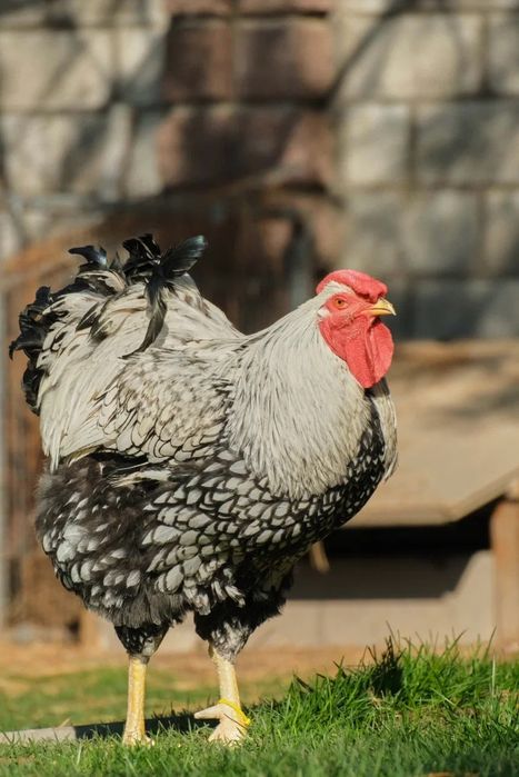 Инкубационное яйцо