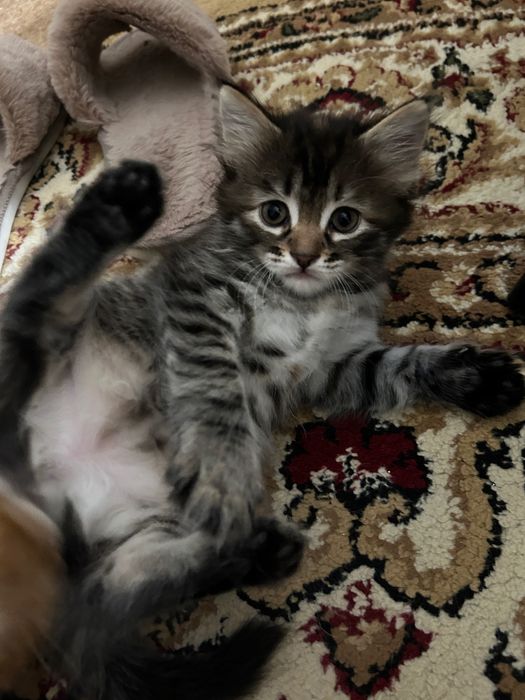 котята