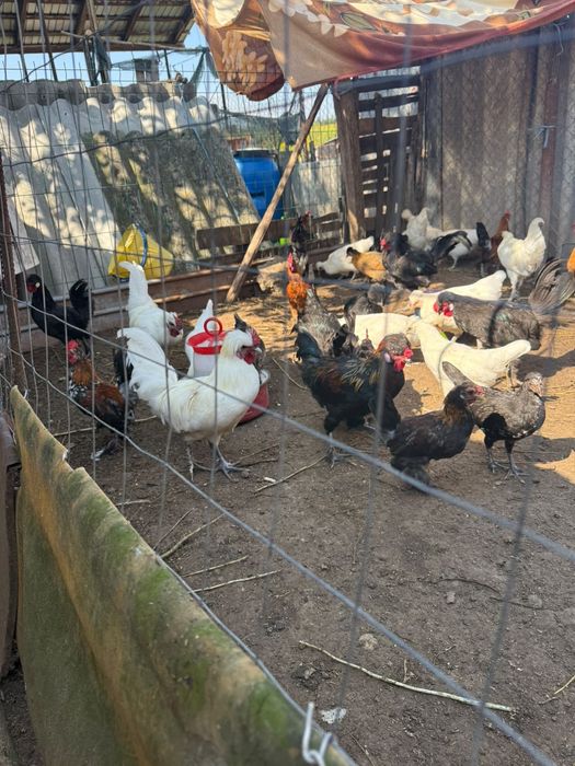 Găinușe pitici hibride între moțată olandeza și cochinchina pitica!
