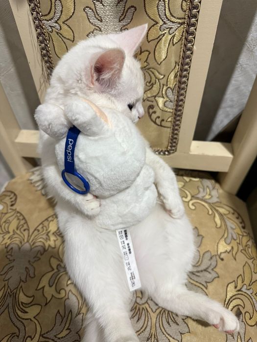 Белая кошка бразильская