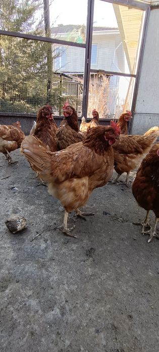 Куры Ломан Браун курица