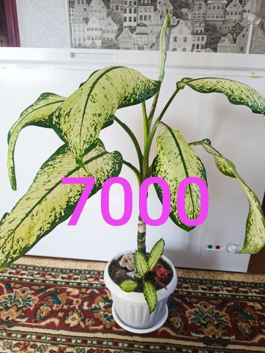 Продам недорого цветы