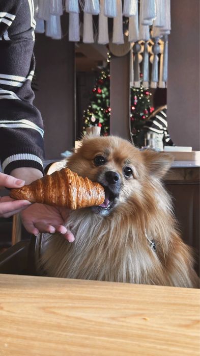 Вязка шпиц немецкий