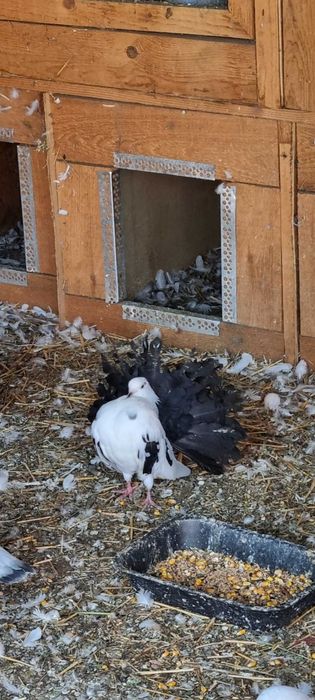 Porumbei rotati albi cu coada neagra,pescarusi chinezi,simi,standard