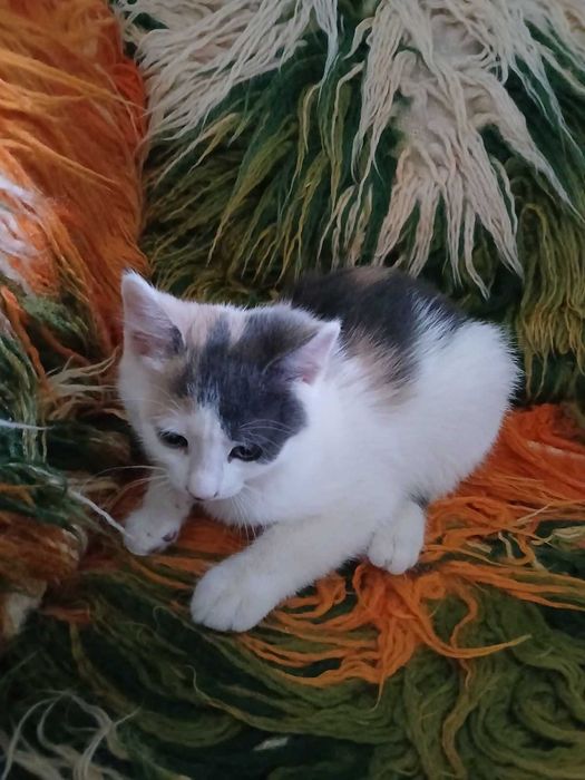Подарявам 4 домашни котета на 60 дни.