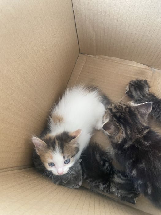 Отдадим Котят в добрые руки