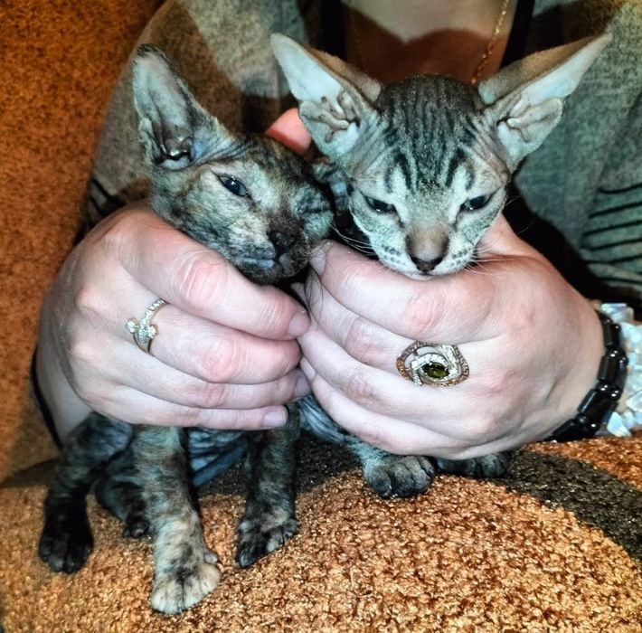 Продам котят Донского Сфинкса, Браш.