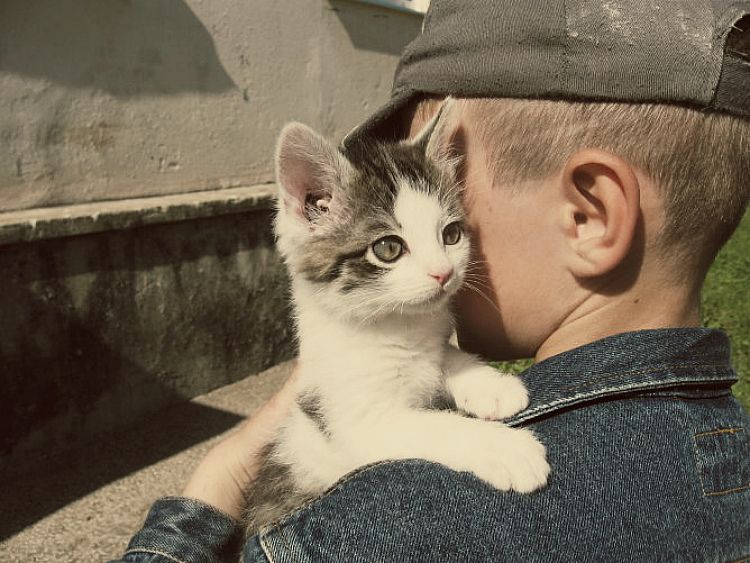 Котики мальчики фото Котики мальчики фото