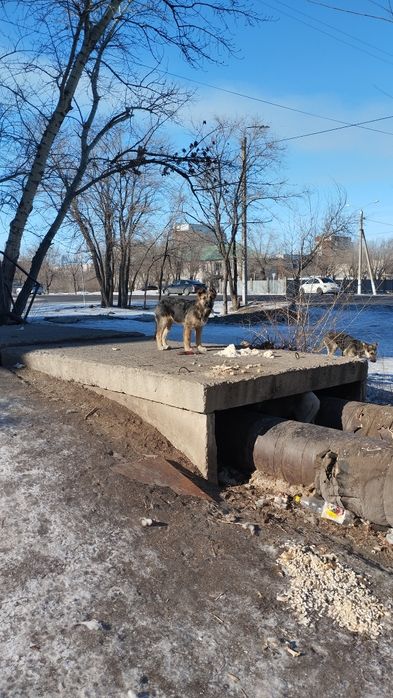 Отдам щенят в добрые руки