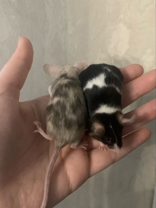 Декоративная мышь(самка) окраса Blue Splashed