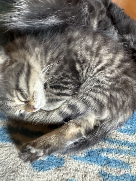 Котята турецкой ангоры, отдадим в хорошие руки