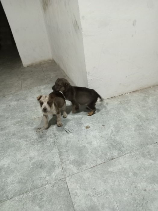 Одарённых даром маленьких щенят заберите в добрые руки