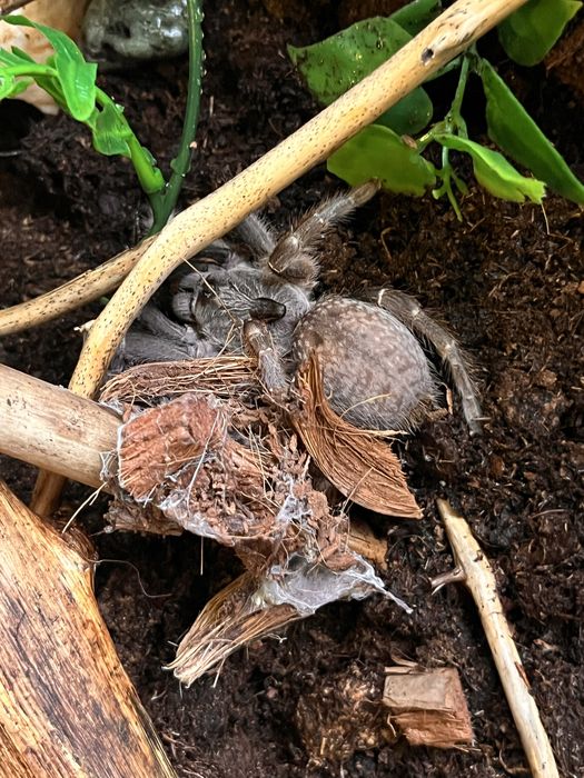 Vand tarantula Ceratogyrus Darlingi + terariu