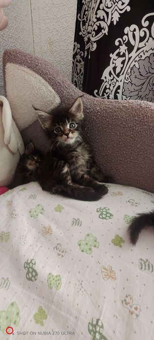 Продам котят породистых
